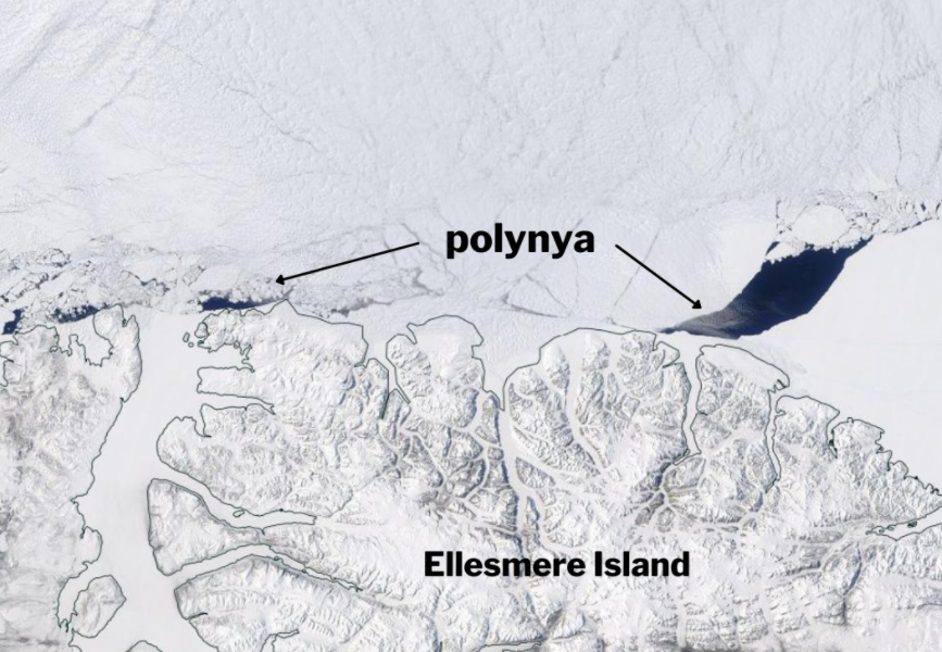 Die area. Полынья Арктика. Великая полынья в Арктике. Полынья лед Арктика. Великая Сибирская полынья на карте.